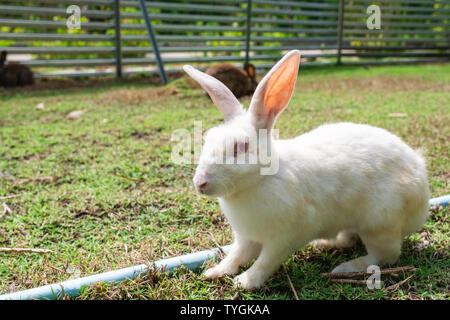 White rabbit with red eyes a friendly on lawn Stock Photo