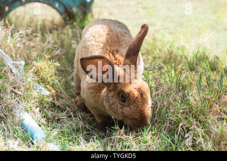 Small shaggy brown rabbit on grass in stall Stock Photo