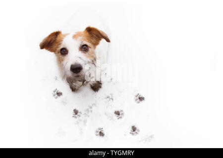 ISOLATED DIRTY JACK RUSSELL DOG, AFTER PLAY IN A MUD PUDDLE WITH PAW PRINTS  AGAINST  WHITE BACKGROUND. HIGH ANGLE VIEW. Stock Photo