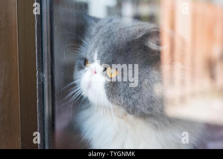 Persian white gray cat fluffy long hair with looking through glass be absent-minded Stock Photo