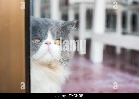 Persian white gray cat fluffy long hair with looking through glass be absent-minded Stock Photo