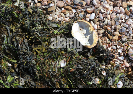 A Crab Shell on the Shore with Seaweed and Shells Stock Photo