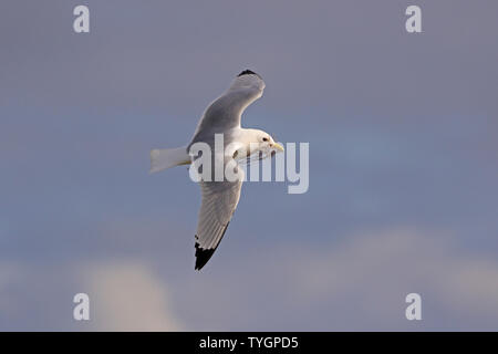 Adult Black Legged Kittiwake flying carrying nesting material Stock Photo