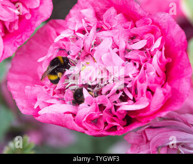 Two Buff-Tailed Bumble-Bees Looking for Food on a Pink Double Opium Poppy Flower in a Garden in Alsager Cheshire England United Kingdom UK Stock Photo
