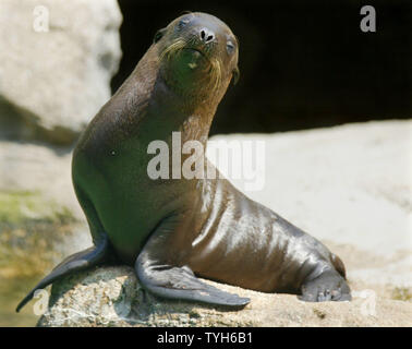 A one-month old California sea lion pup suns himself on a rocky ledge at the sea lion pool at the Bronx Zoo on August 11,2005 in New York City. The pup, who is thus far unnamed, is among several babies being introduced at the zoo. (UPI Photo/Monika Graff) Stock Photo