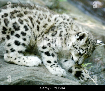Layla, left, the 3 1/2 month-old snow leopard cub, is on display at the