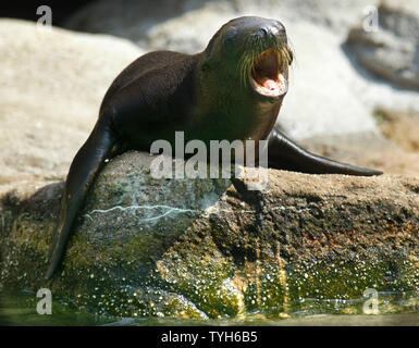 A one-month old California sea lion pup yawns while sunning himself on a rocky ledge at the sea lion pool at the Bronx Zoo on August 11,2005 in New York City. The pup, who is thus far unnamed, is among several babies being introduced at the zoo. (UPI Photo/Monika Graff) Stock Photo