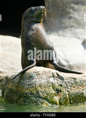 A one-month old California sea lion pup suns himself on a rocky ledge at the sea lion pool at the Bronx Zoo on August 11,2005 in New York City. The pup, who is thus far unnamed, is among several babies being introduced at the zoo. (UPI Photo/Monika Graff) Stock Photo