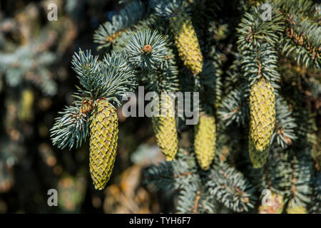 Fir-tree branches with cones on blue sky background. Stock Photo