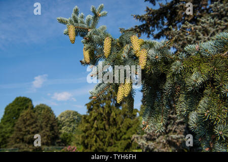 Fir-tree branches with cones on blue sky background. Stock Photo