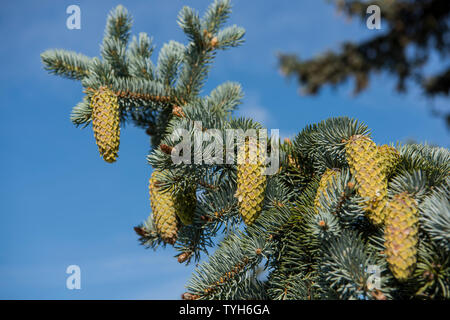 Fir-tree branches with cones on blue sky background. Stock Photo