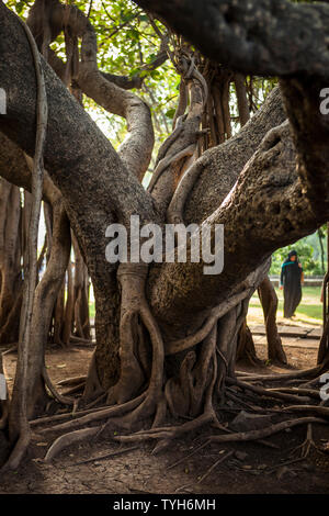 An extraordinary banyan tree and a robed figure on the grounds of the Aga Khan Palace, Pune India . Stock Photo