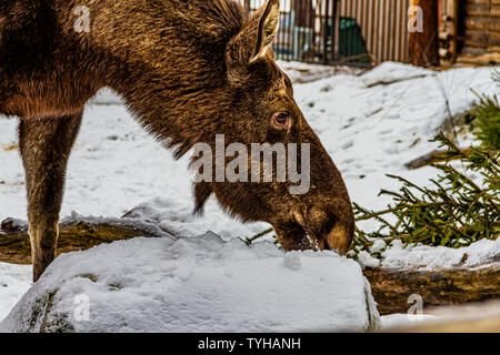 An elk (European moose) in the snow at Skansen open-air museum, Stockholm, Sweden. January 2019. Stock Photo