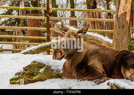 An elk (European moose) in the snow at Skansen open-air museum, Stockholm, Sweden. January 2019. Stock Photo