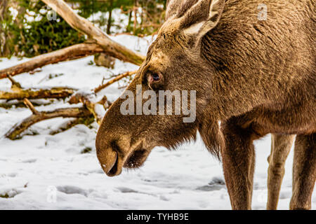 An elk (European moose) in the snow at Skansen open-air museum, Stockholm, Sweden. January 2019. Stock Photo