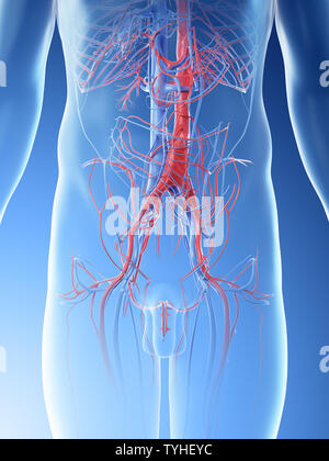 Abdominal blood vessels, illustration Stock Photo - Alamy