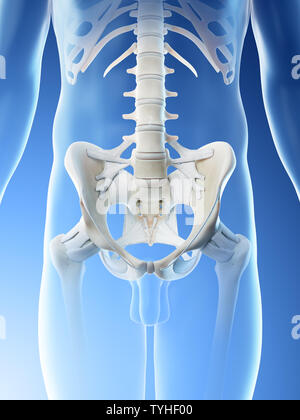 3d rendered illustration of a mans pelvic bones Stock Photo