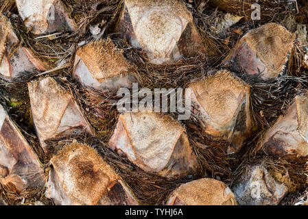 Texture of palm tree stem close up Stock Photo