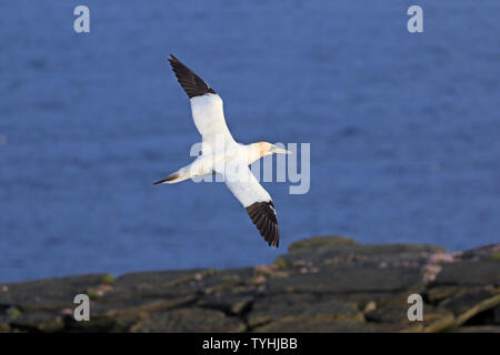 Adult Northern Gannet in flight off Noup Head Westray Orkney Stock Photo