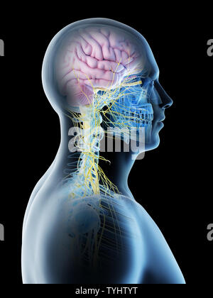 3d rendered illustration of a brain Stock Photo - Alamy