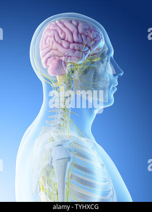 3d rendered illustration of a blue brain Stock Photo - Alamy