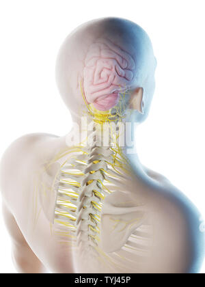 3d rendered illustration of a brain Stock Photo - Alamy
