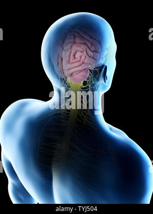 3d rendered illustration of a mans brain Stock Photo - Alamy