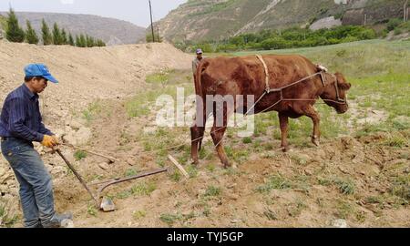 Farmers plow their fields with the traditional plow cattle in Kediri ...