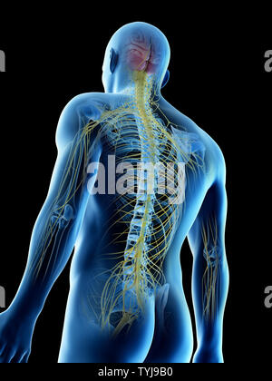 3d rendered illustration of a mans upper body nerves Stock Photo