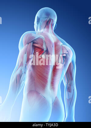 3d rendered illustration of a mans muscular back Stock Photo