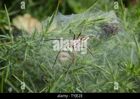 Female Nursery Web Spider (Pisaura Mirabilis) Guarding Her Spiderlings Stock Photo