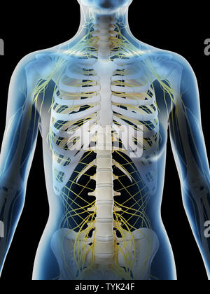 3d rendered illustration of a females nervous system of the upper body Stock Photo