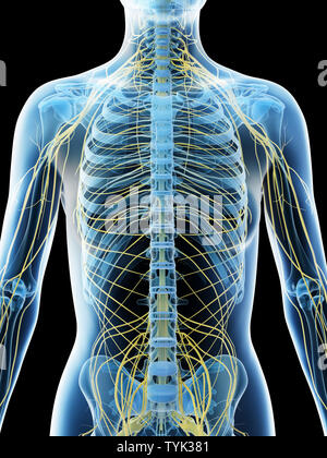 3d rendered illustration of a females nervous system of the upper body Stock Photo