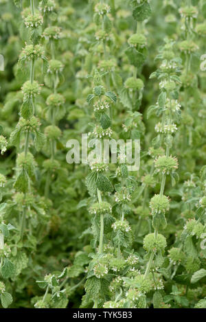 Weisser, Andorn, Marrubium, vulgare Stock Photo