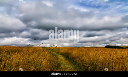 Flying birds under the dark clouds. Stock Photo
