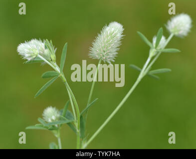 Hasen-Klee, Trifolium, arvense