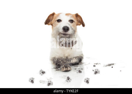 HAPPY DIRTY DOG. JACK RUSSELL MISCHIEF AFTER PLAY IN A MUD PUDDLE. ISOLATED ON WHITE BACKGROUND. Stock Photo