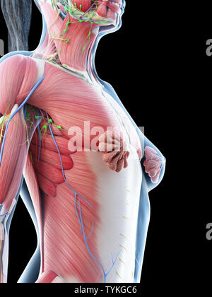 15,154 Upper Body Muscles Images, Stock Photos, 3D objects, & Vectors