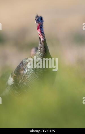 Rio Grande Wild Turkey, (Meliagris galopavo intermedia), Bosque del Apache national Wildlife Refuge, New Mexico, USA. Stock Photo