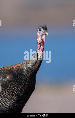 Rio Grande Wild Turkey, (Meliagris galopavo intermedia), Bosque del Apache national Wildlife Refuge, New Mexico, USA. Stock Photo