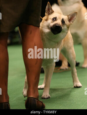 dienblad plus favoriete A Norwegian Buhund, a new breed official breed, peers around his handler's  leg as it is shown for the first time at the Westminster Kennel Club Dog  Show held at Madison Square Garden on February 15, 2010 in New York City.  The annual dog show, which ...