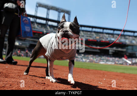 New York Mets on X: In celebration of Bark in the Park at Citi Field on  April 20, we're looking for the Most Spirited Mets Dog.   / X