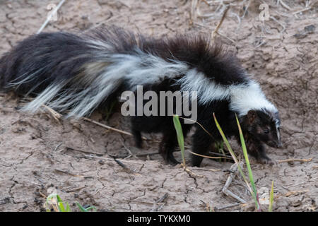 Skunk New Mexico USA Stock Photo - Alamy