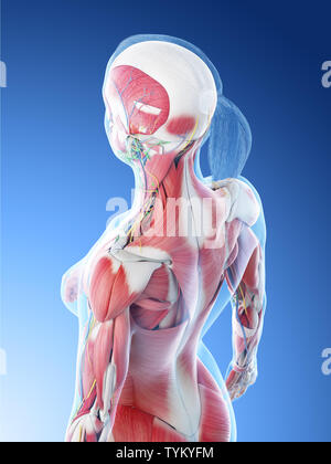 a female´s back muscles Stock Photo - Alamy