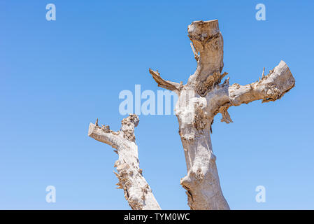 Bleached white old cracked tree against a blue sky in Spain. Lopped branches. Pollarded. Weathered plain tree on bright sunny day Stock Photo