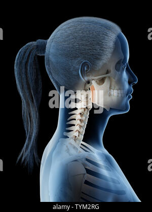 3d rendered illustration of a females bones of the head and neck Stock Photo