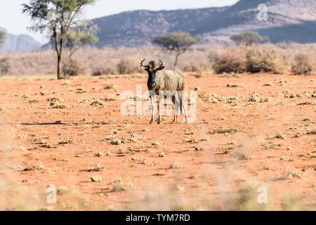 Blue wildebeest on the arid savannah of Namibia. Stock Photo