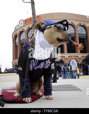 A dog wearing Mets Apparel sits with a change jar outside before
