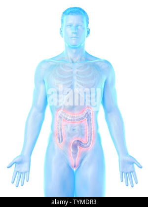Illustration of a man's colon Stock Photo - Alamy