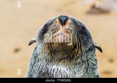 Cute seal at one of the largest colonies of Cape Fur Seals in the world, Cape Cross, Skeleton Coast, Namibia Stock Photo